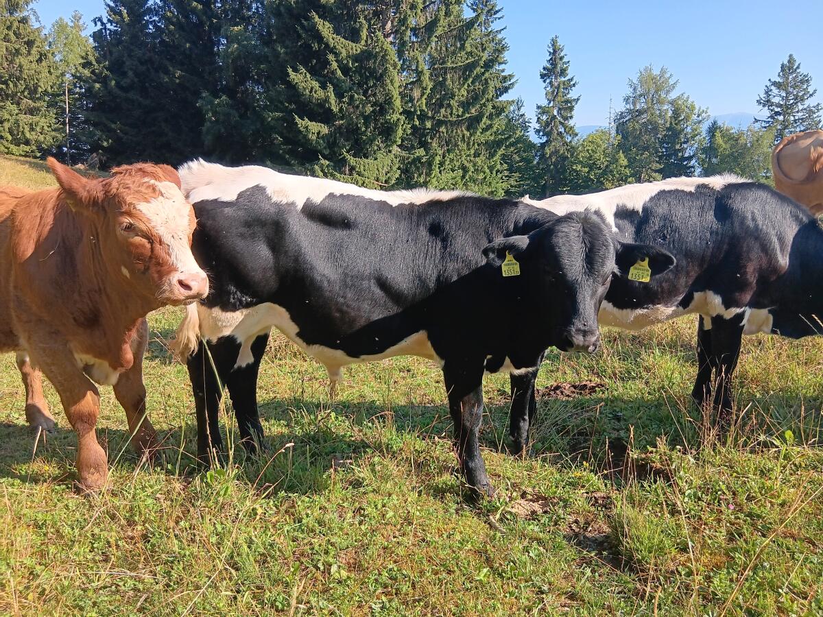 Pinzgauer Stier/Absetzer 3