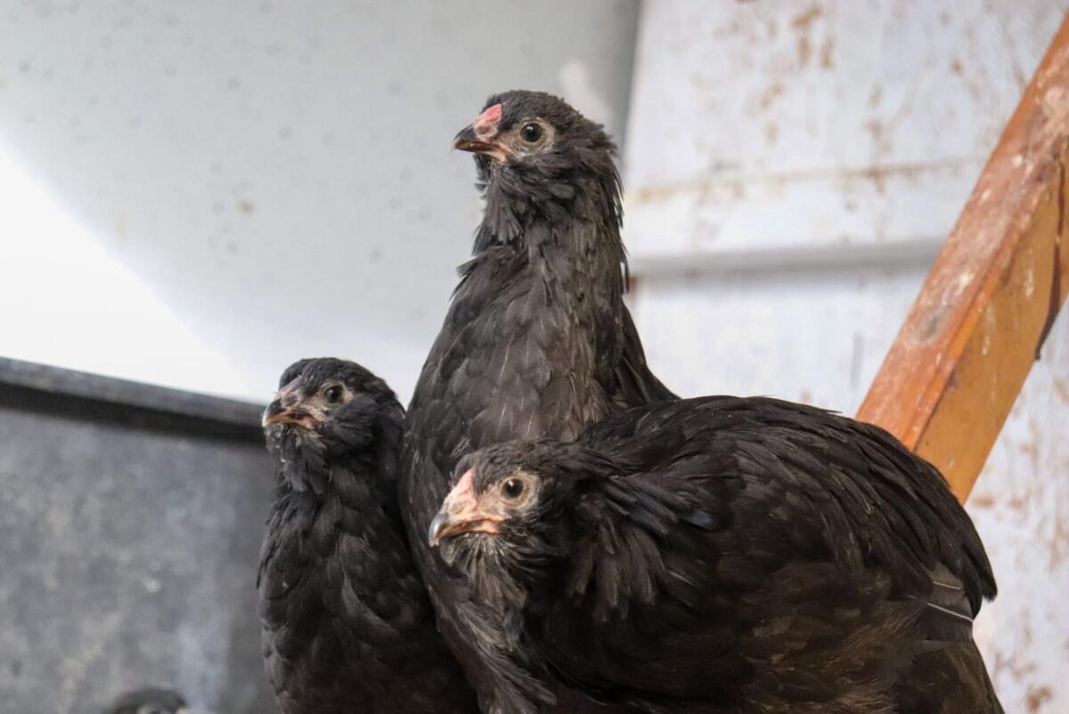 Appenzeller Barthühner 2