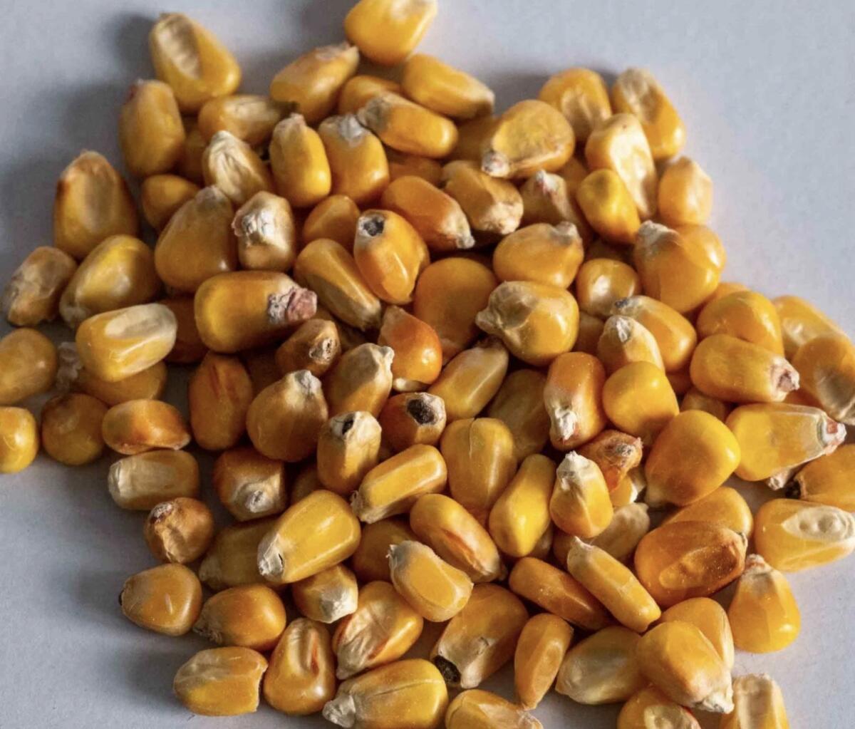 Bio Körnermais 1