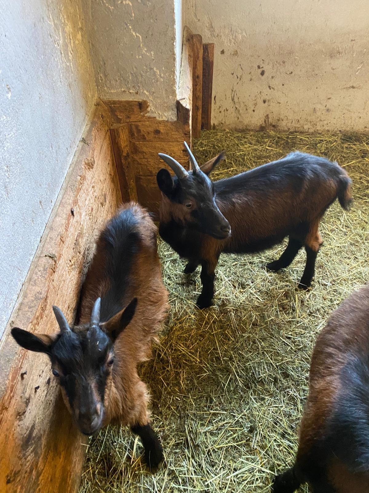 Bio Pinzgauer Ziegenkitze 1