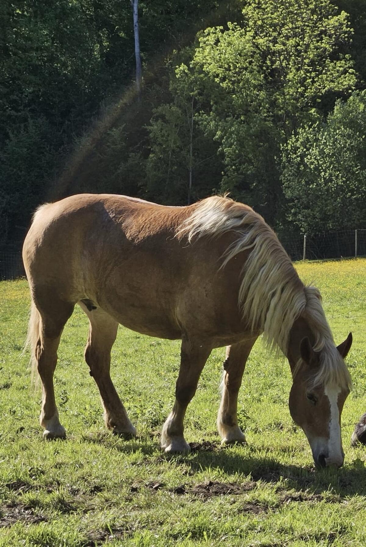 Kaltblutstute zu verkaufen 2