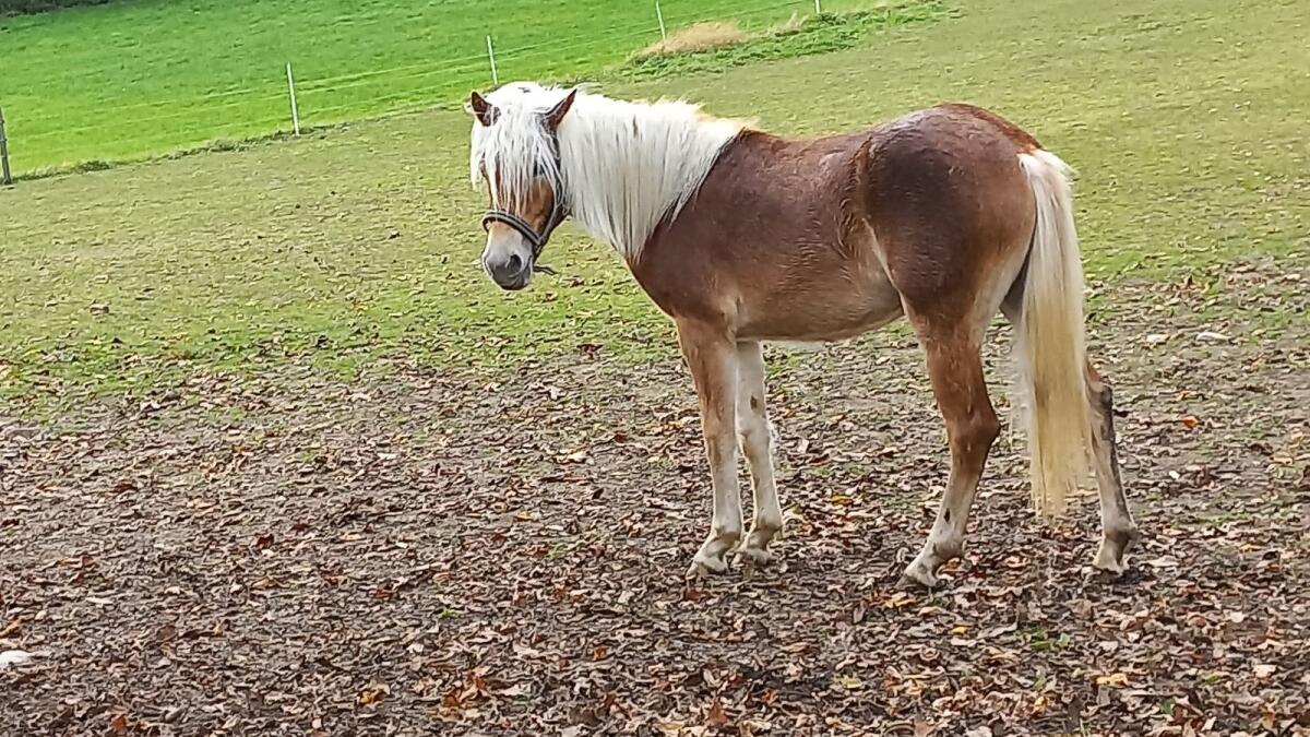 Haflinger Stute, eineinhalb Jahre alt 1