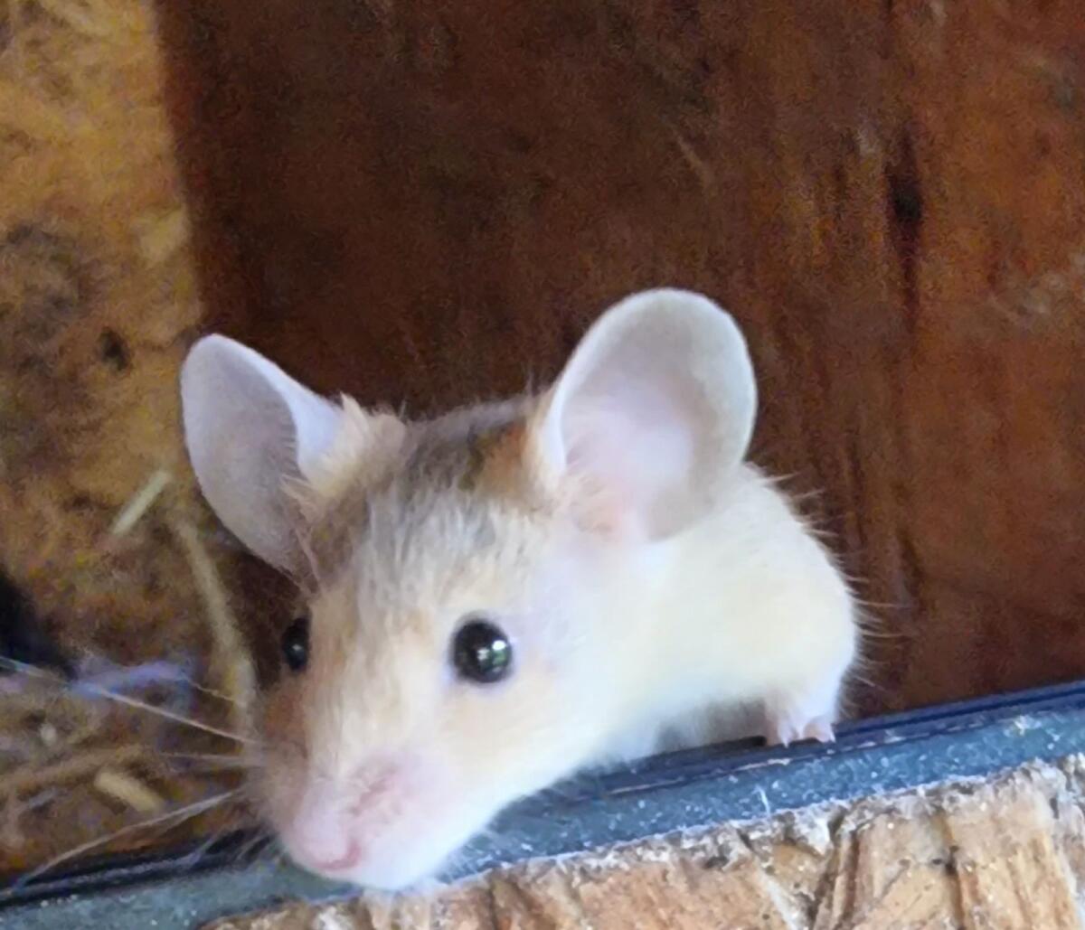 Farbmäuse, Futtermäuse 2