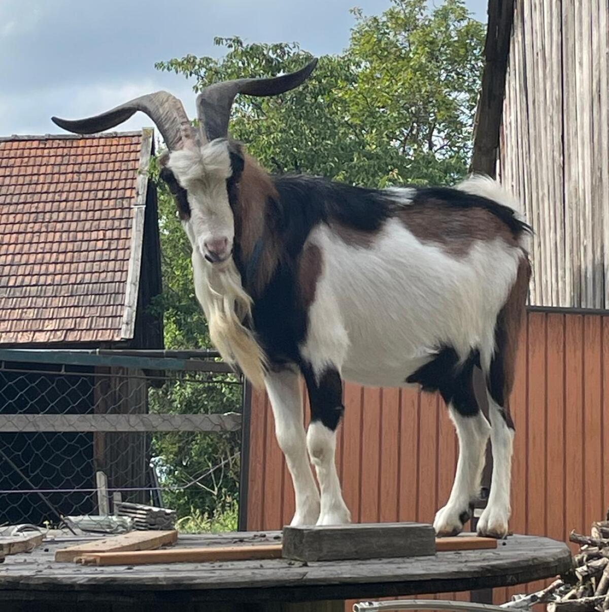 Kurzohr-Ziegenbock abzugeben 1