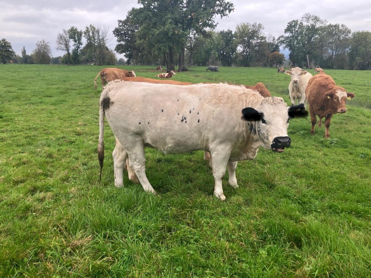 Pustertaler Sprinzen Kalbin 2