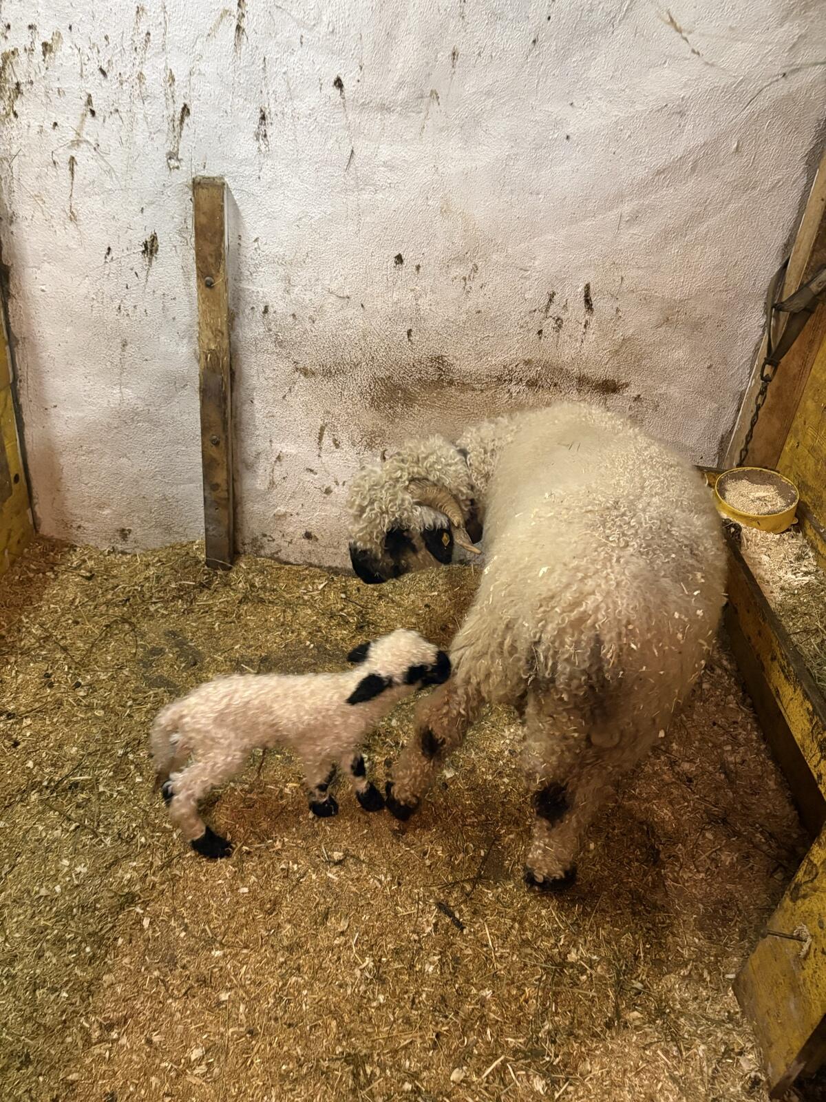 Walliser Schwarznasenschaf mit Lamm 3