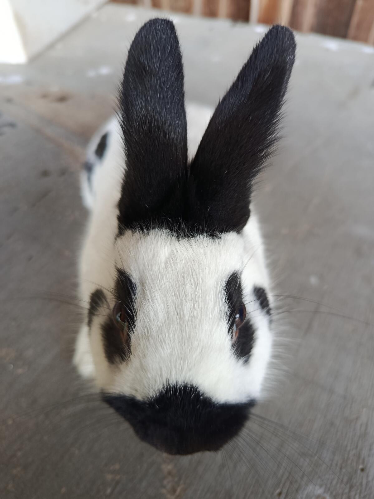 Zwerghasen Zwergkaninchen Zwergschecken 1