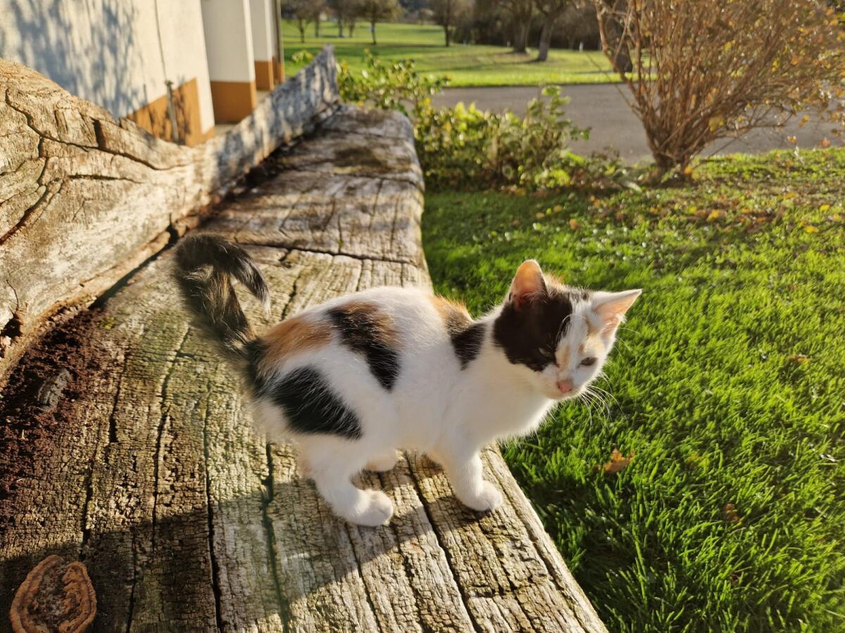 Katzen 2