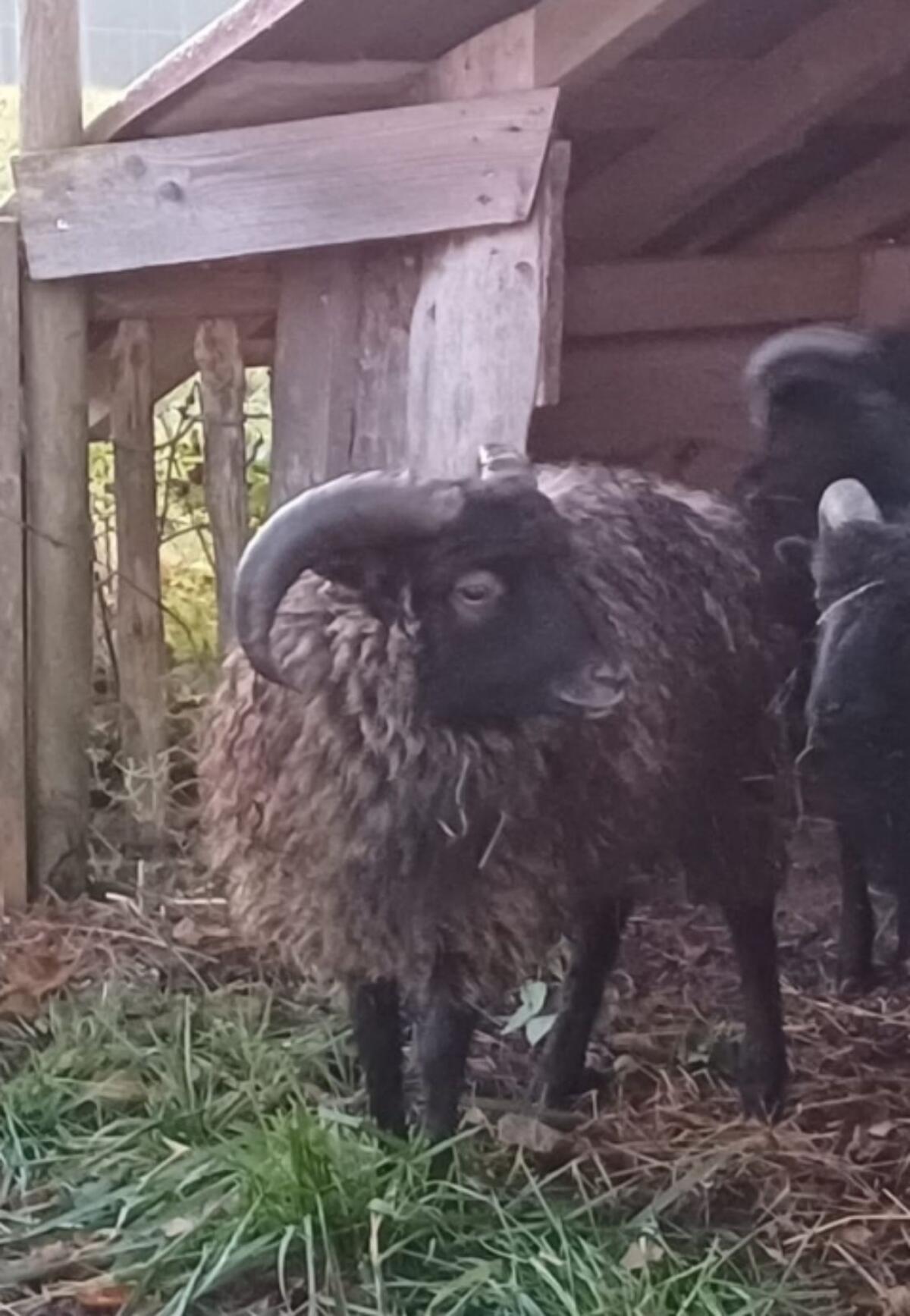 Schaf, Zwergschaf, Ouessantschaf 3