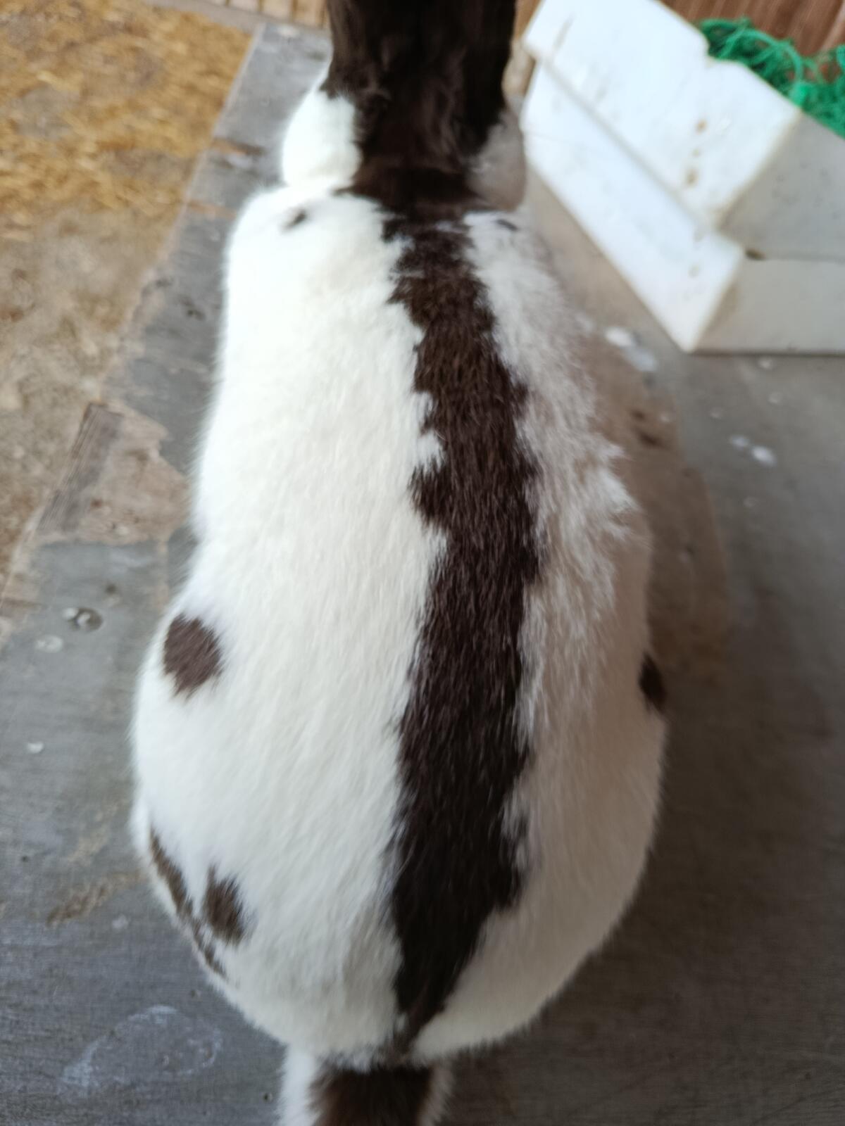 Deutsche Riesen, Deutsche Riesenschecken 3