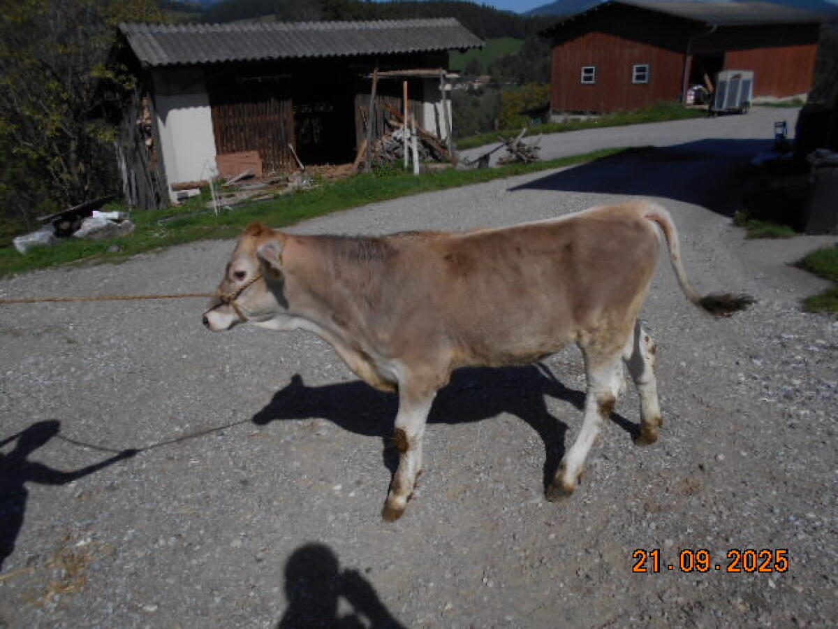 Braunviehkalbin 1