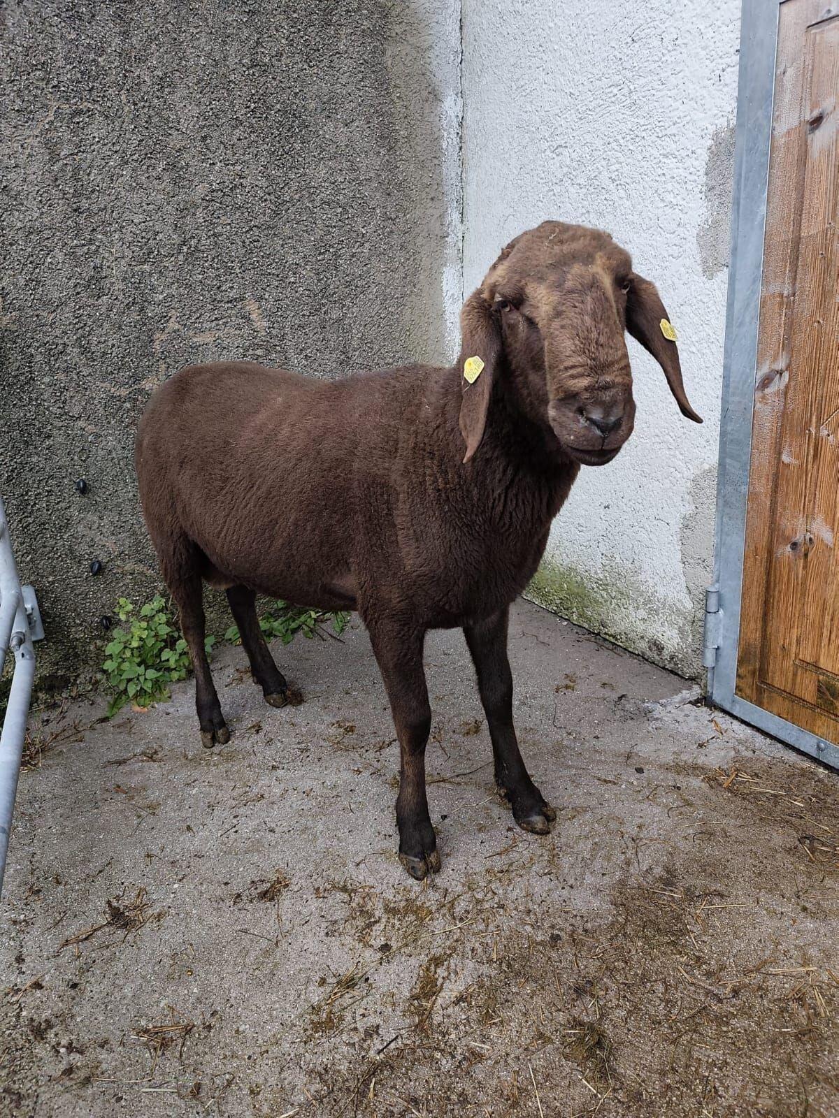 1b HB Widder Braunes Bergschaf 3