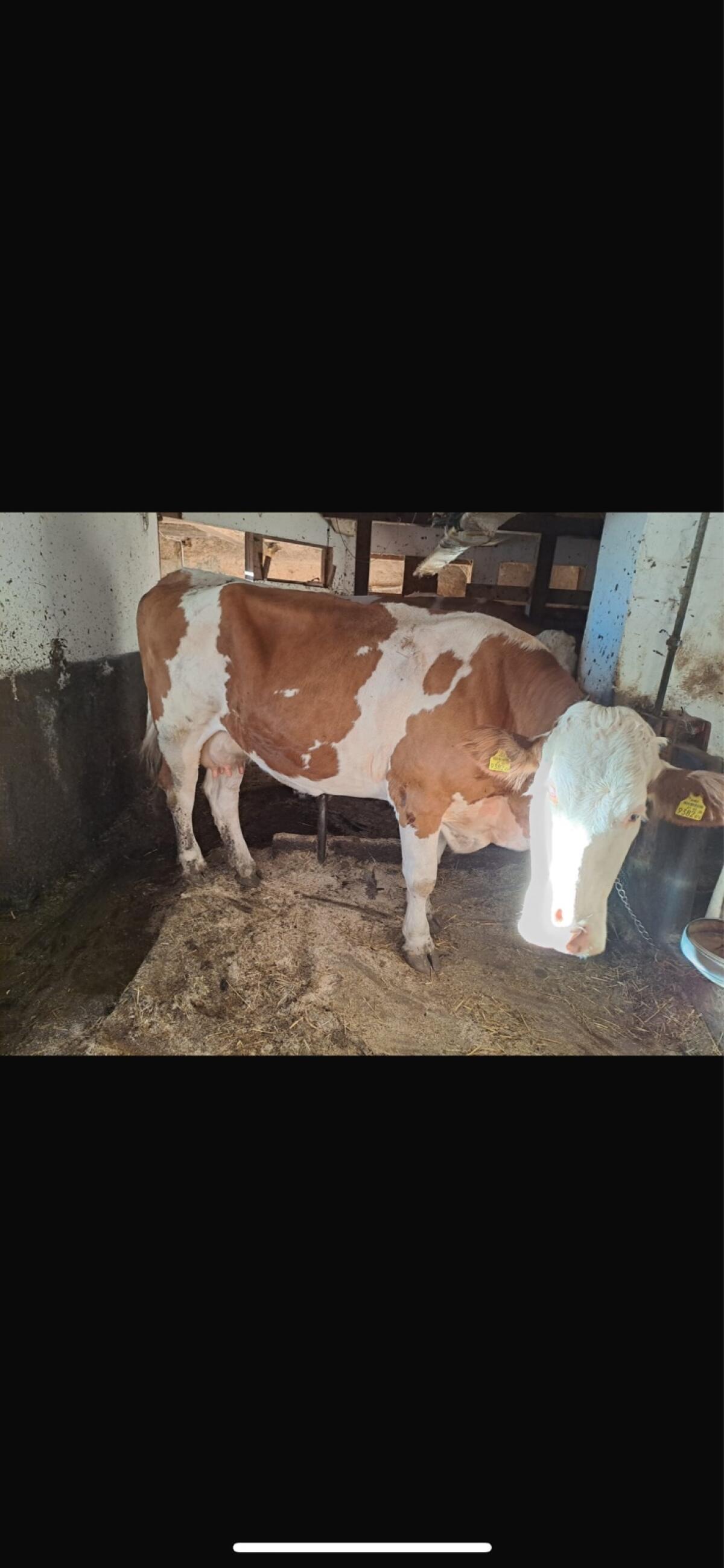 Trächtige Fleckvieh-Kuh 2