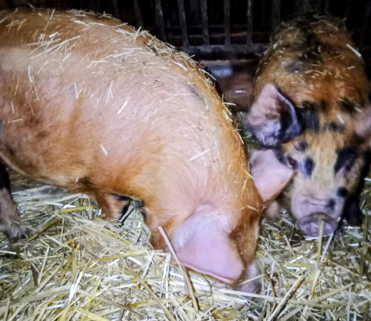 Kune Kune Eber 2