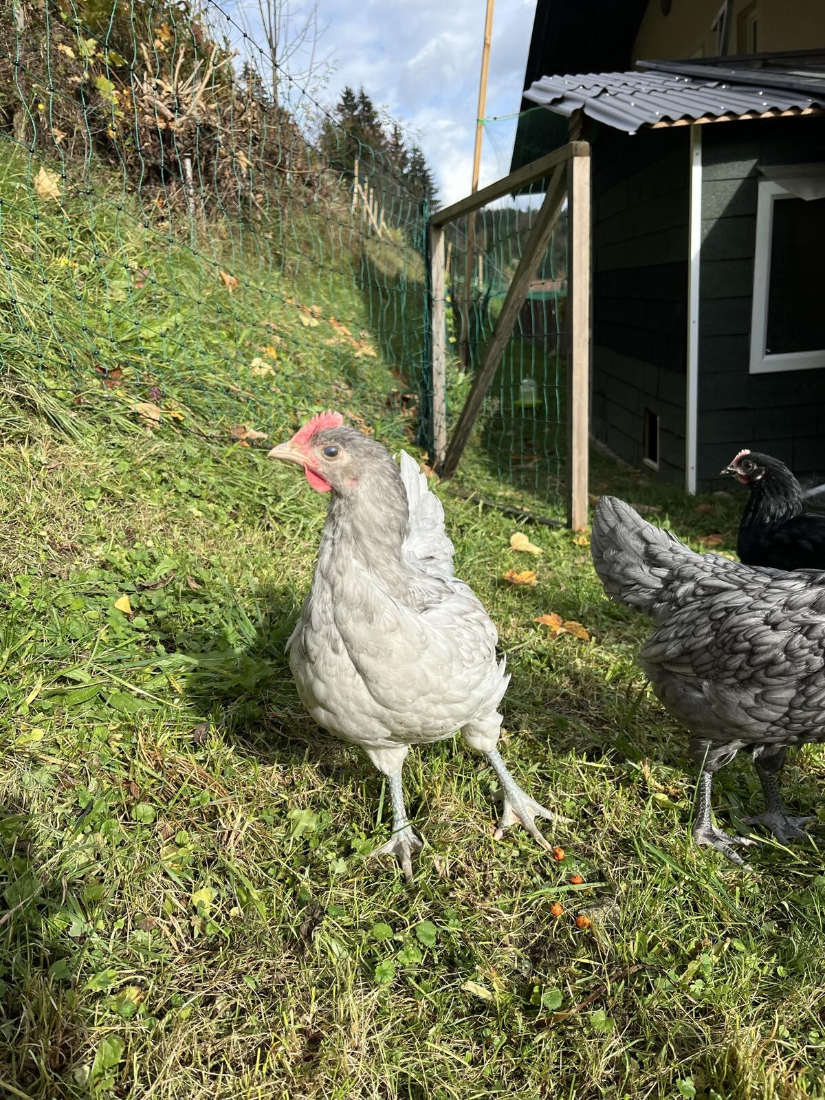 Australorp Hähne 13 Wochen 3