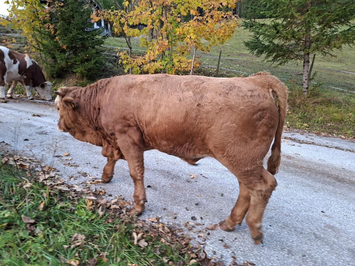 Bio-Einsteller/Fresser 1