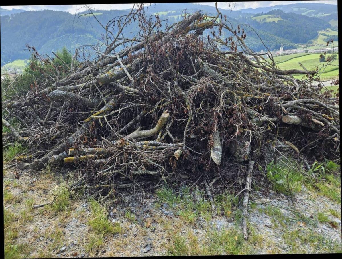 Brennholz, Hackgut zu verschenken 1