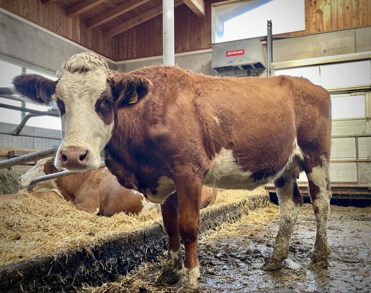 Bio-Fleckvieh - Erstlingskuh gen. hornlos 1