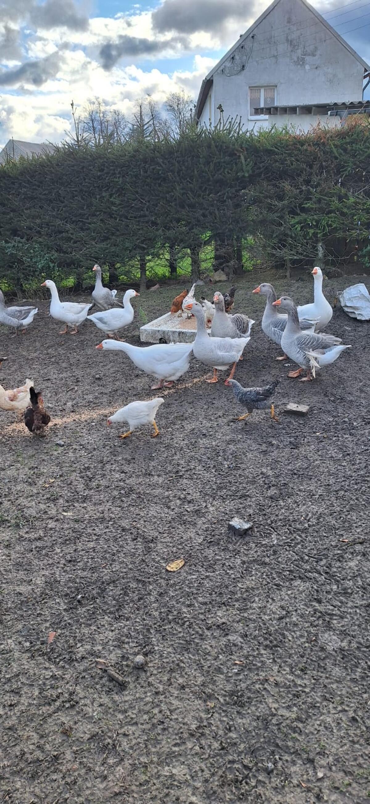 Geflügel zu verkaufen 2