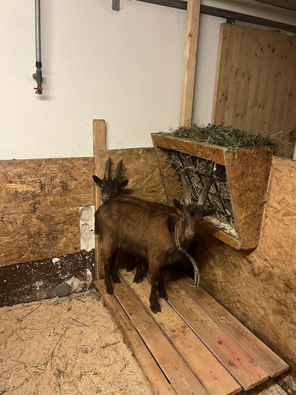 Suche Pfauen, Tauernschecken Aosta, Ziegen (NICHT HB!!!!) 1