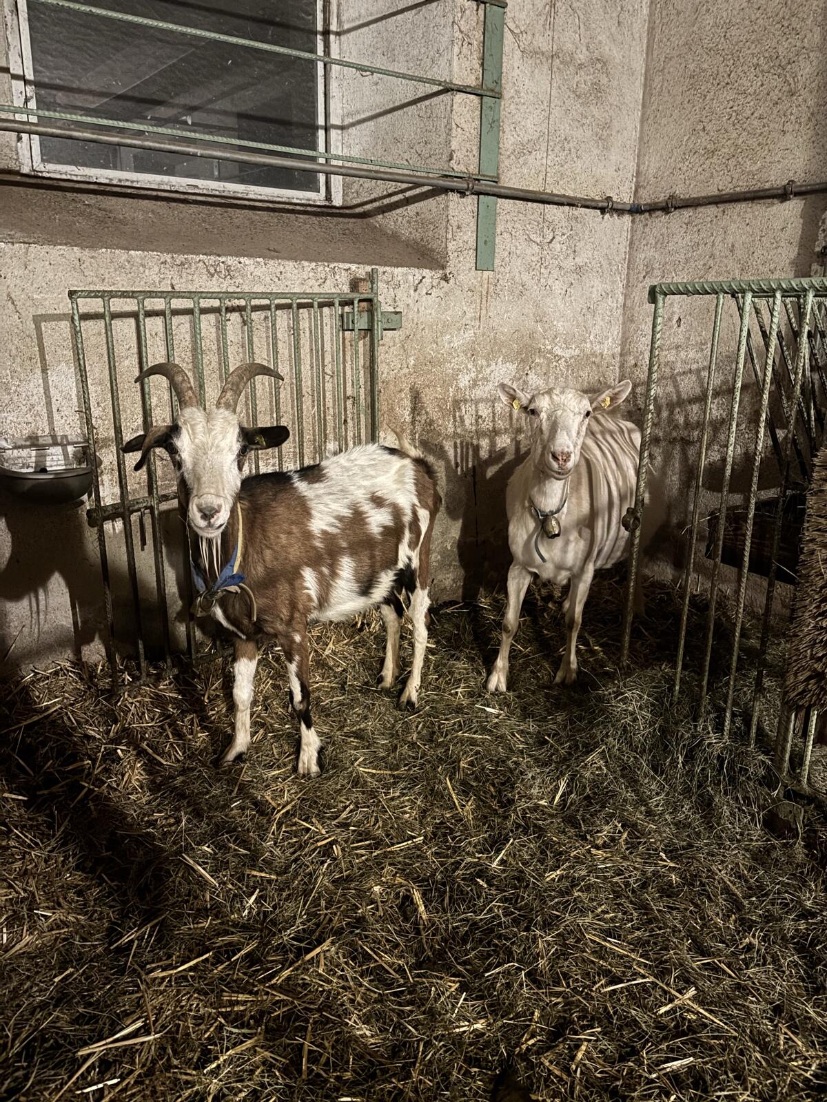 Ziegen zu verkaufen 1