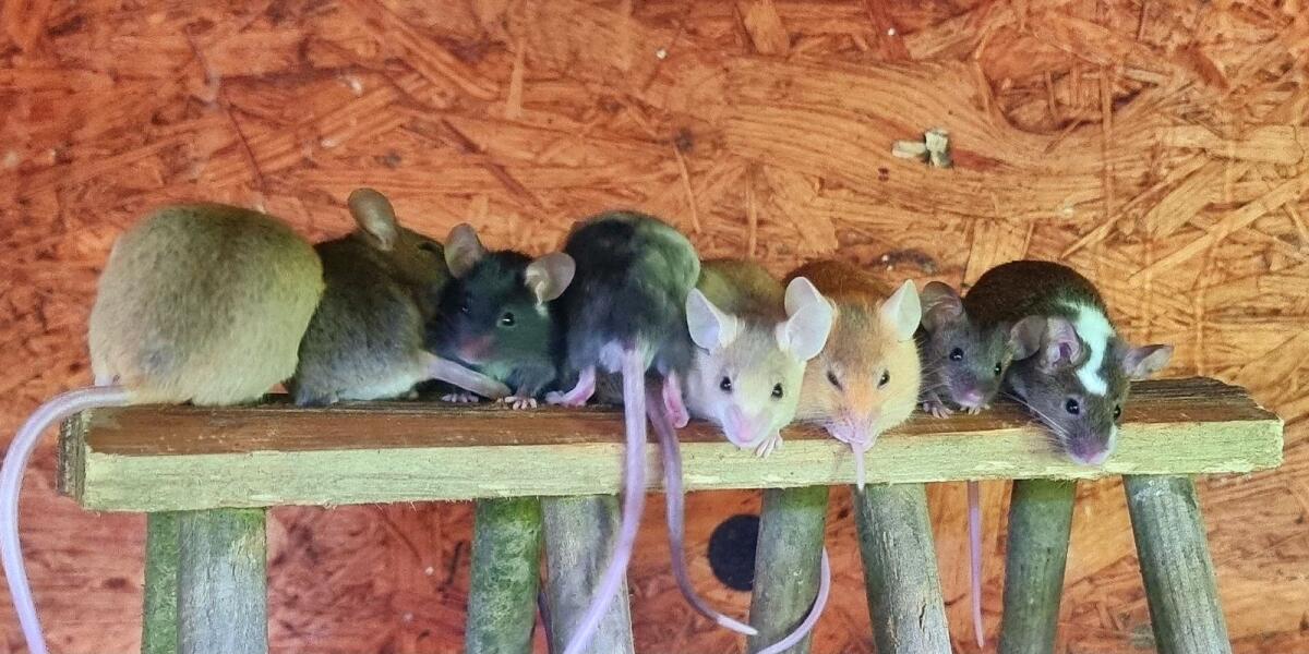 Farbmäuse, Futtermäuse 1