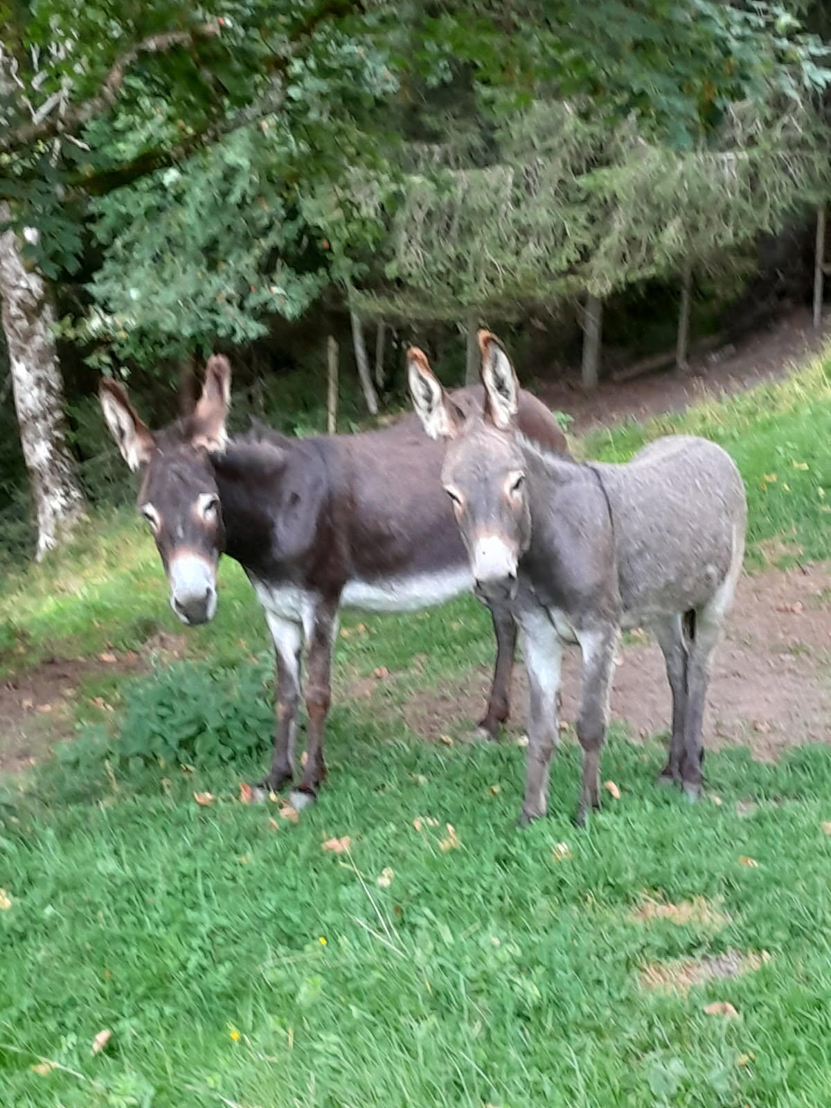 Eselstute Martha mit Fohlen Mali 1