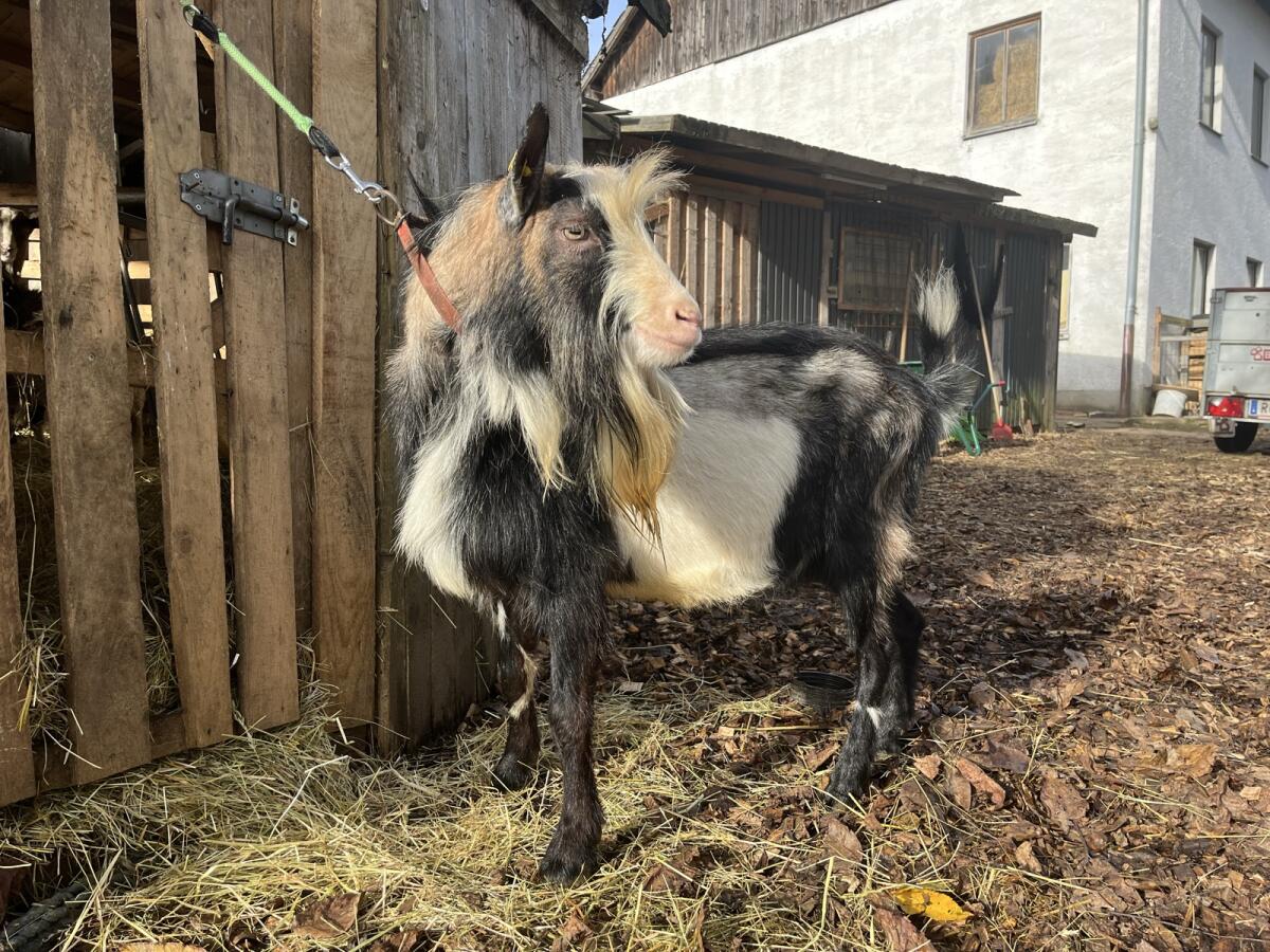 Genetisch hornloser Tauernscheckenbock 1