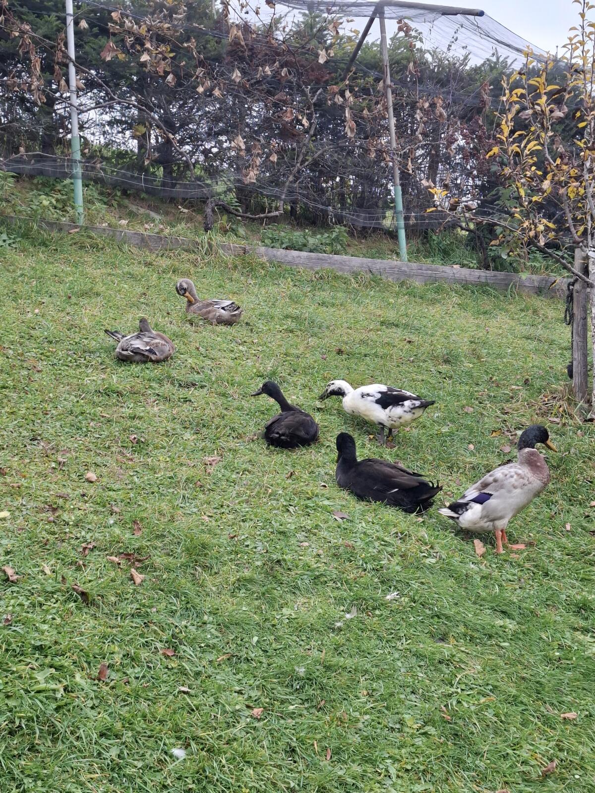 Laufenten 1