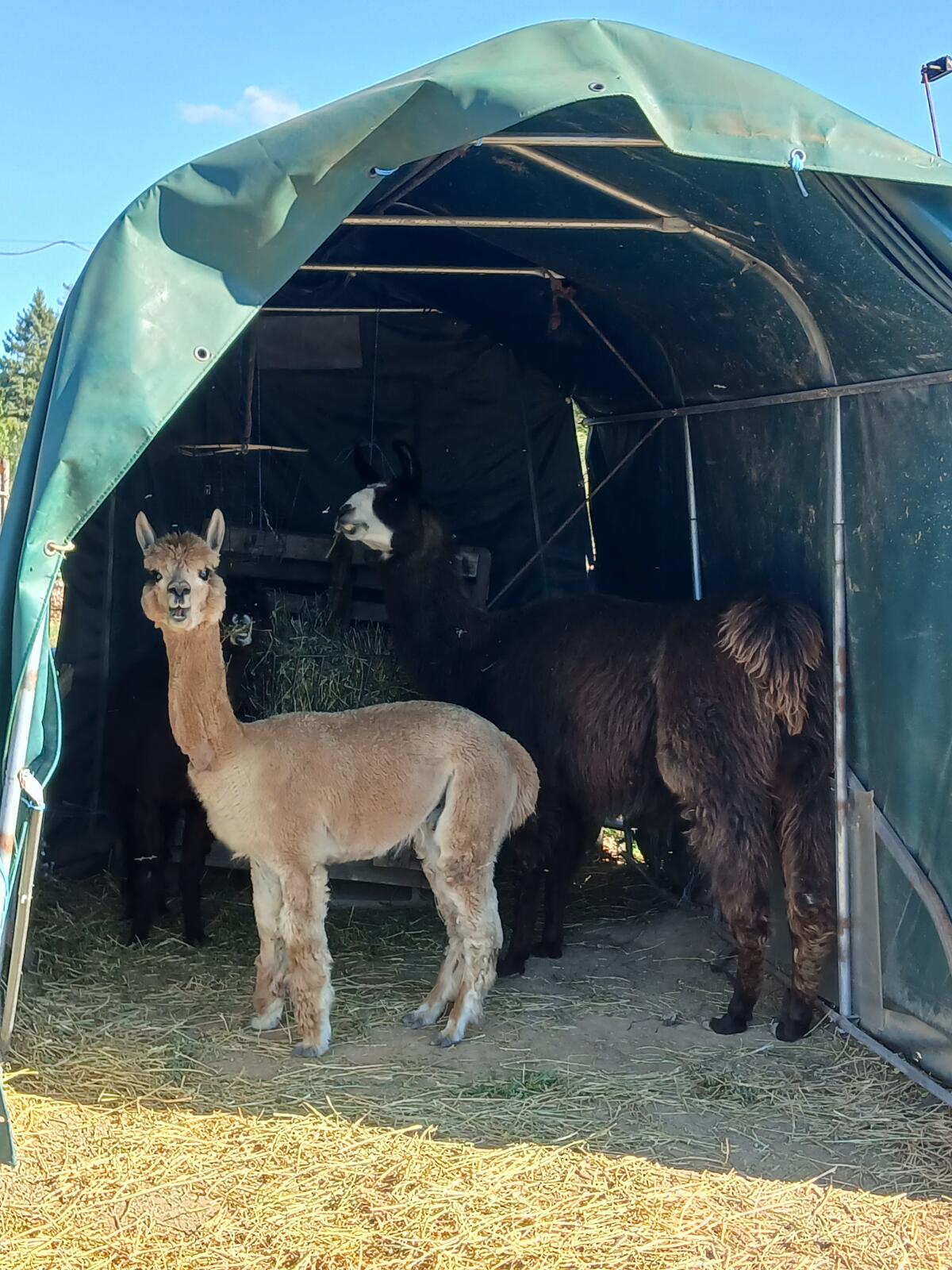 Sechsjähriger Alpaka-Wallach 2