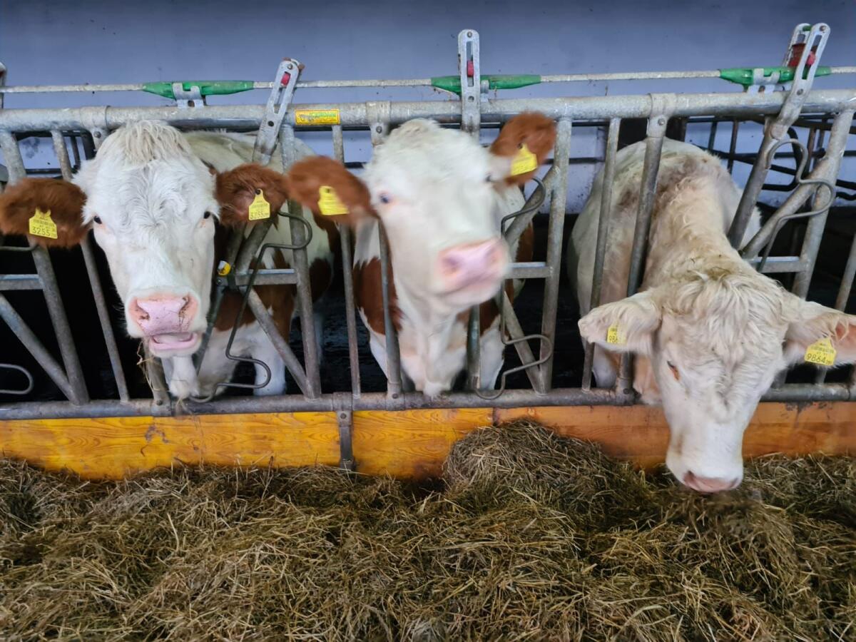 Kalbinnen und Kühe 2