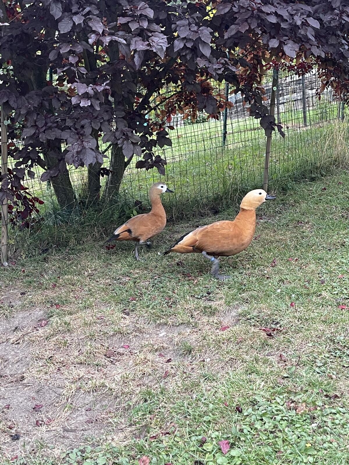 Rostgans 0,1 von 2022 1