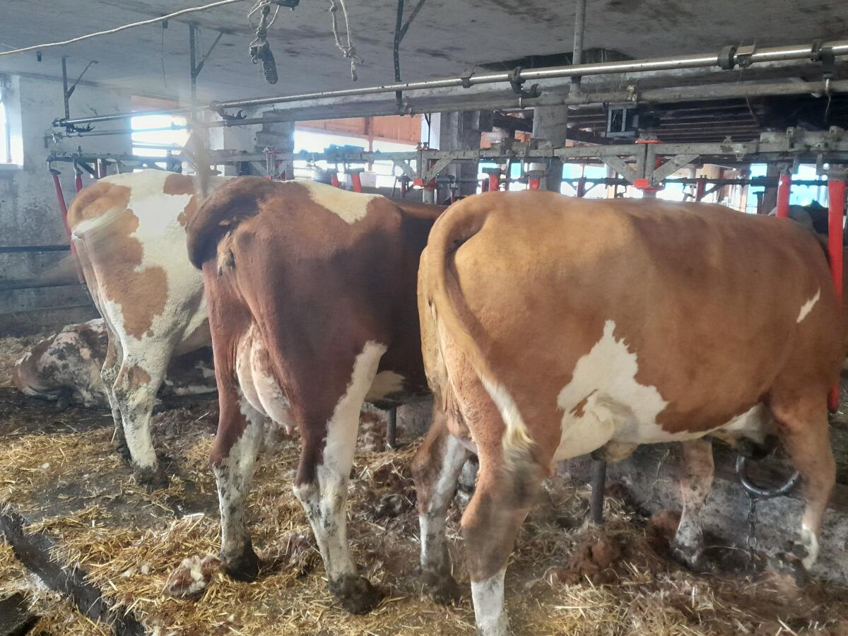 FL - Kühe in Milch 3