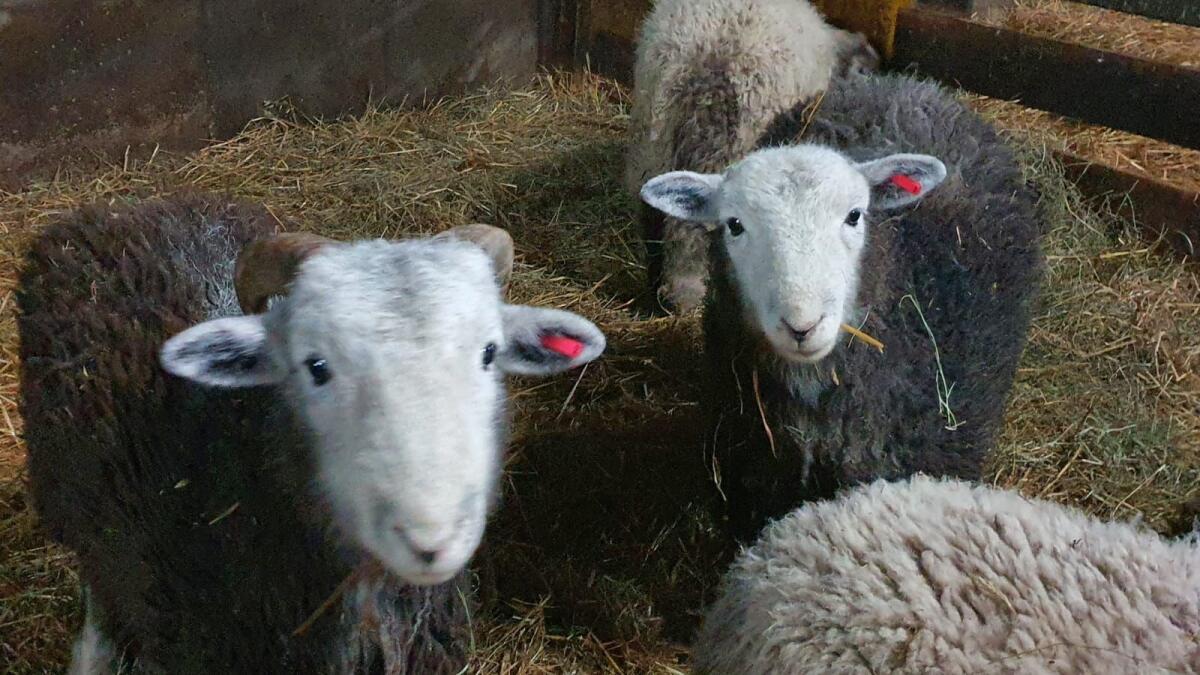 Herdwick Zuchtgruppe 1