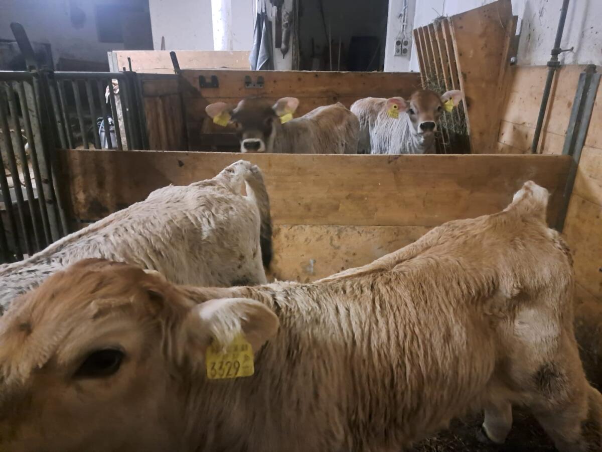 Graue weibliche Zuchtkälber und Stierkälber zu verkaufen 1