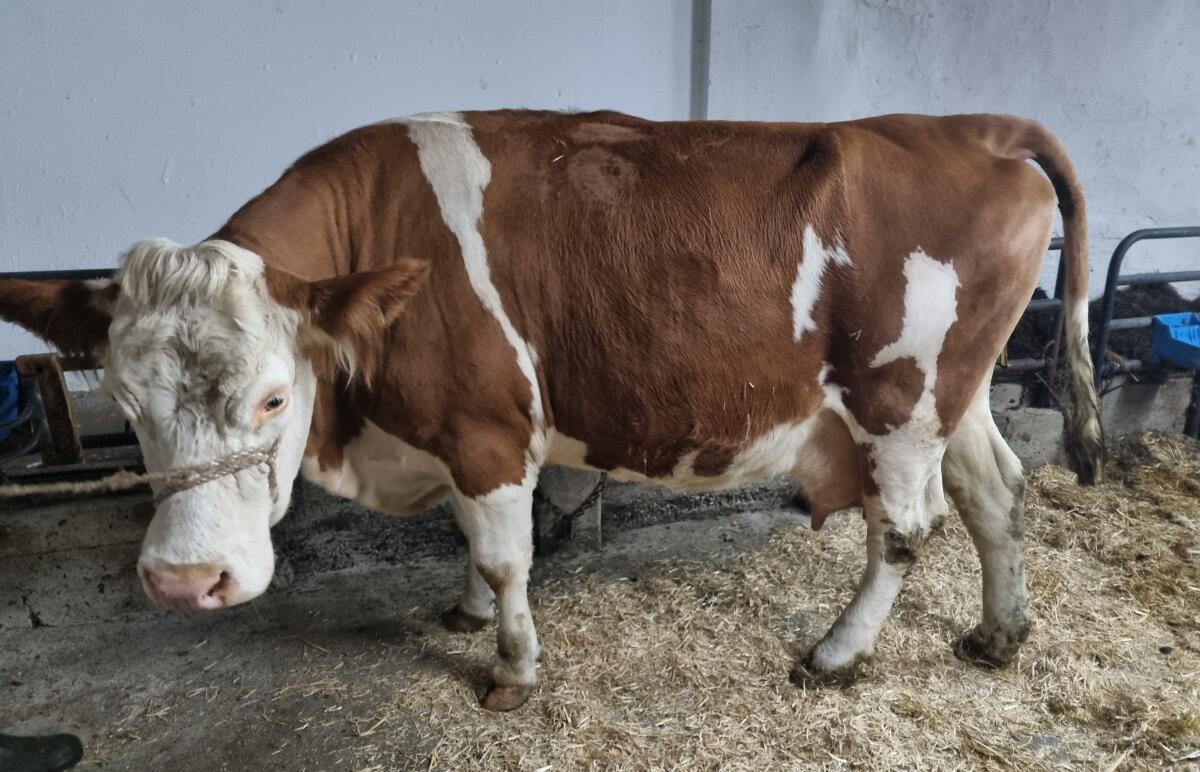 Trächtige Fleckviehkuh zu verkaufen 2