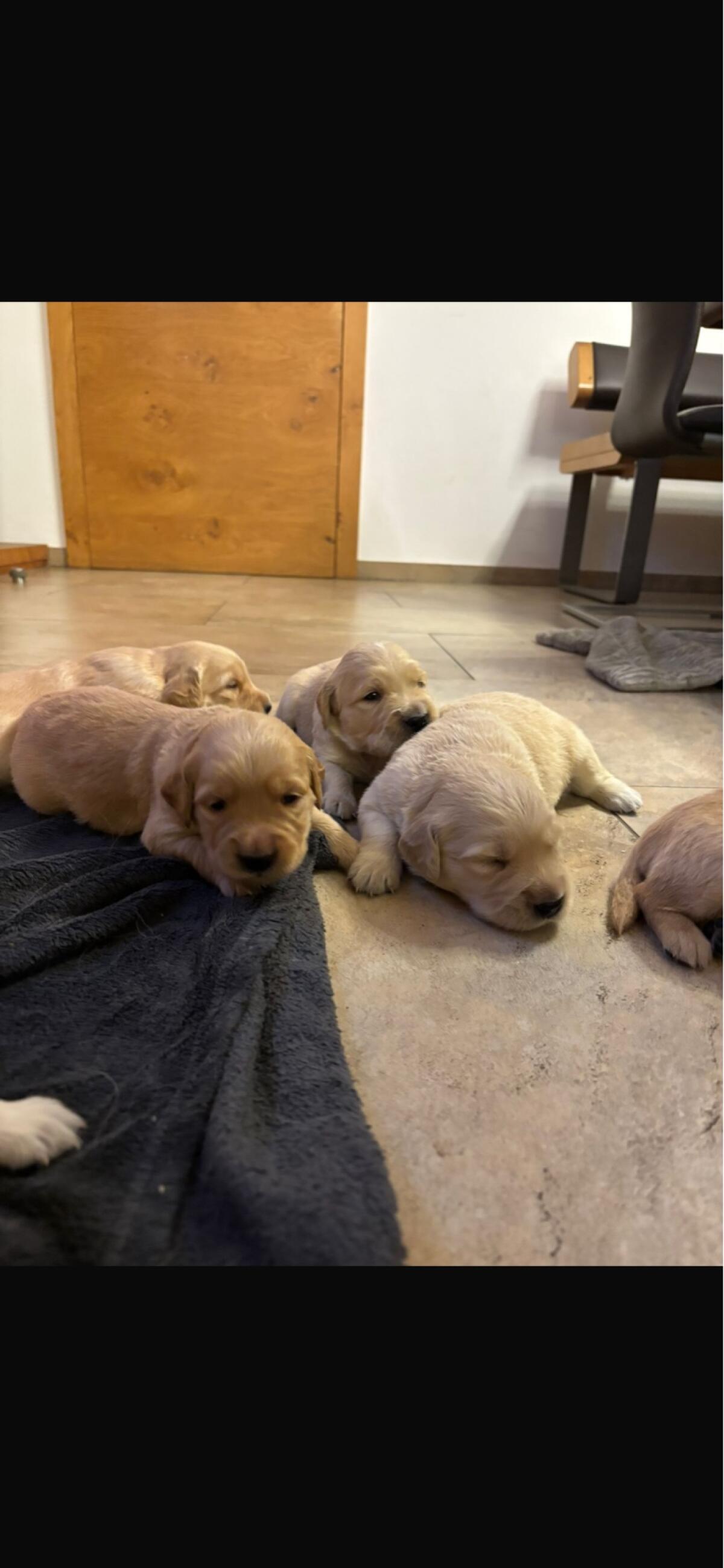 Labrador Retriever Welpen 2