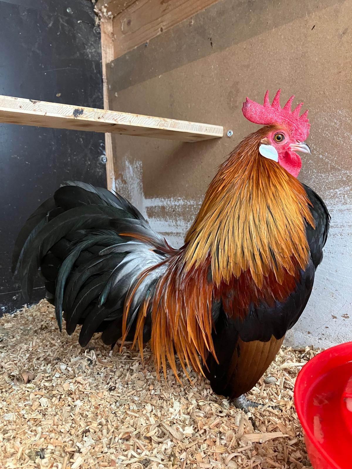 Holländischer Zwerghahn goldhalsig 2