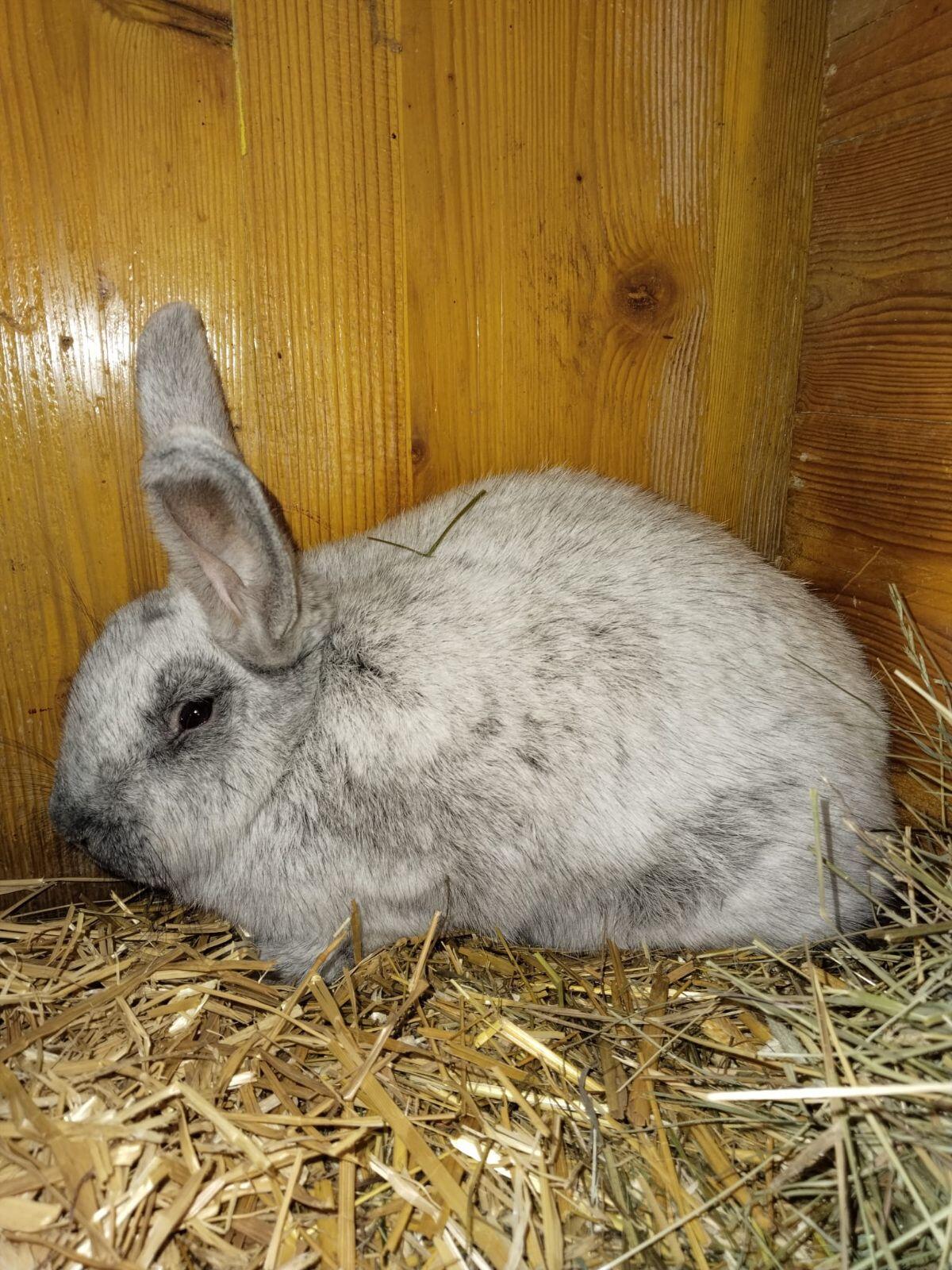 Groß Hellsilber Zuchtpaar 3