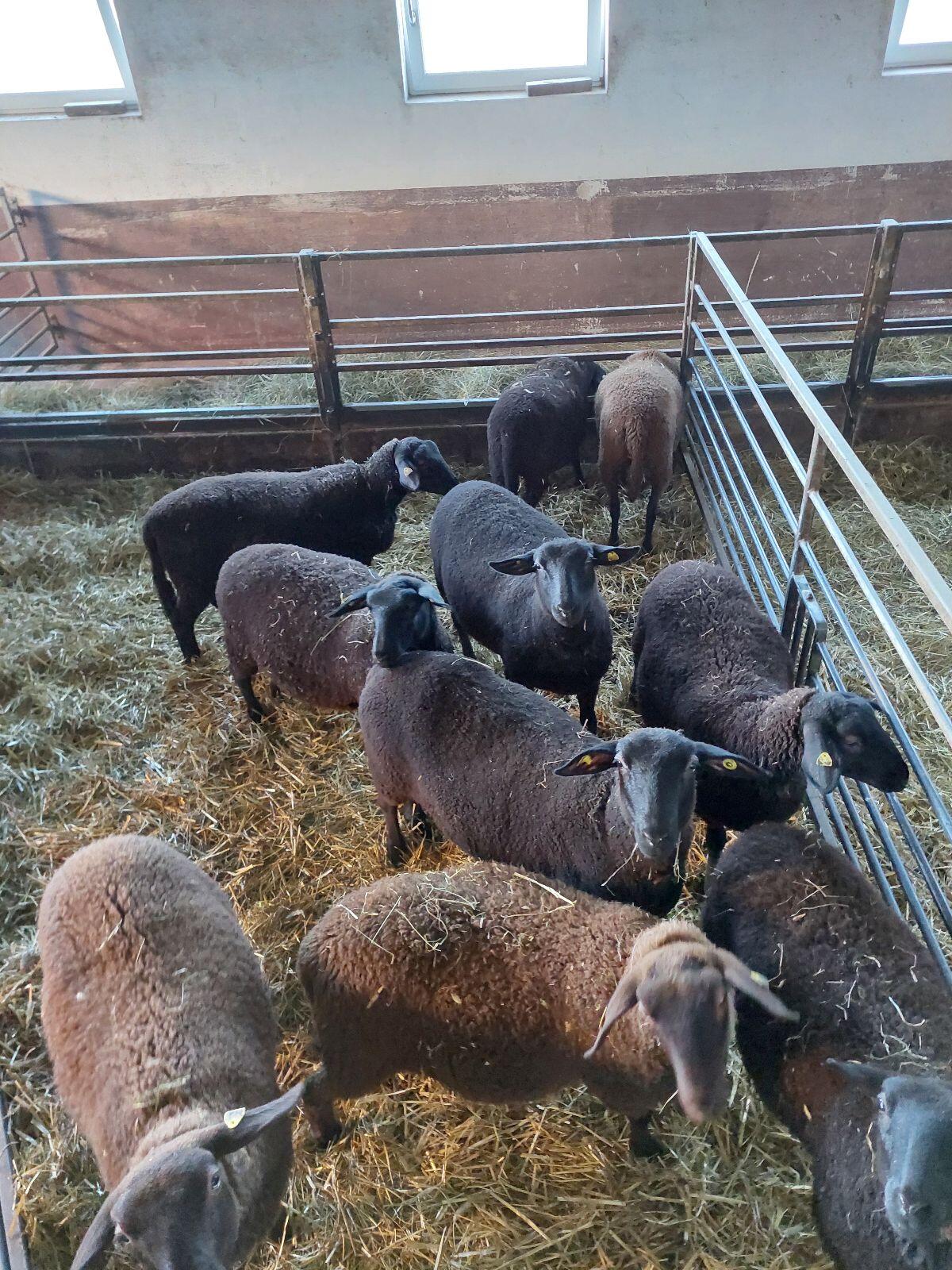 Verkaufe Jura Lämmer 1