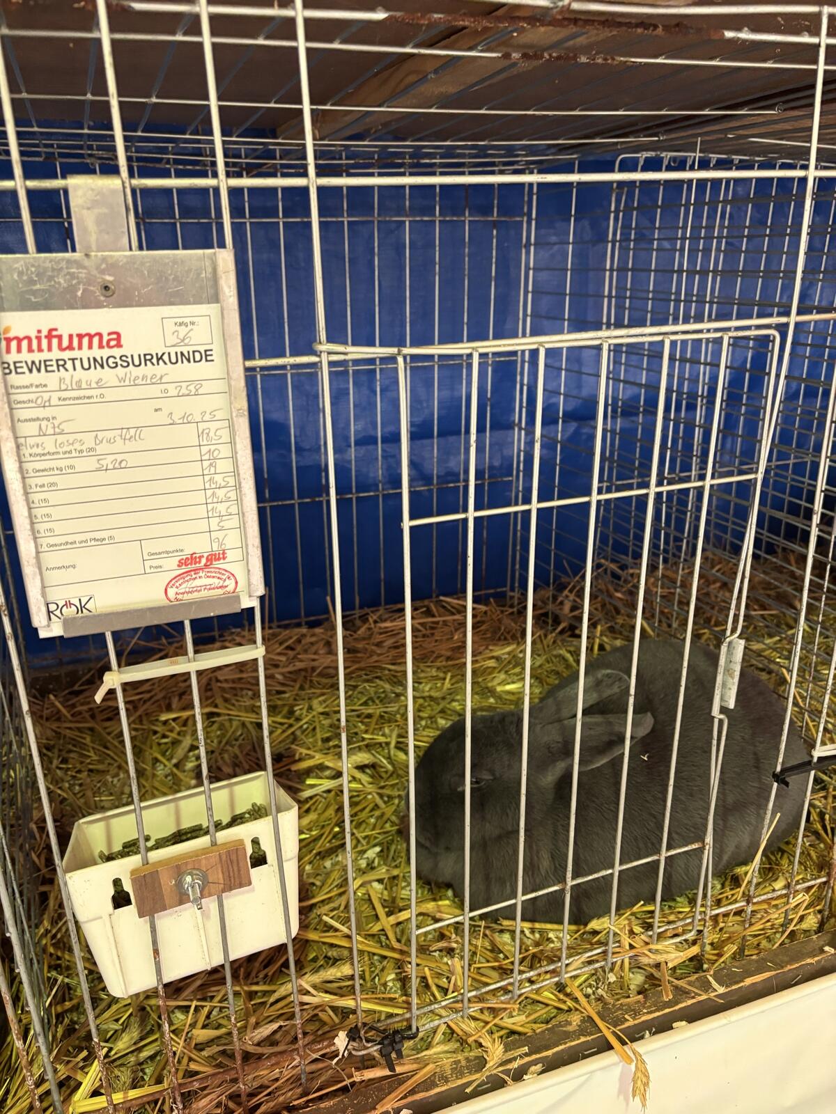 Blaue Wiener Häsinnen 1