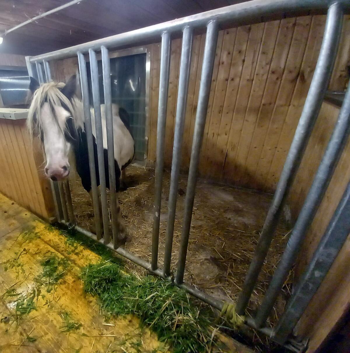 Pferde Fressgitter 1