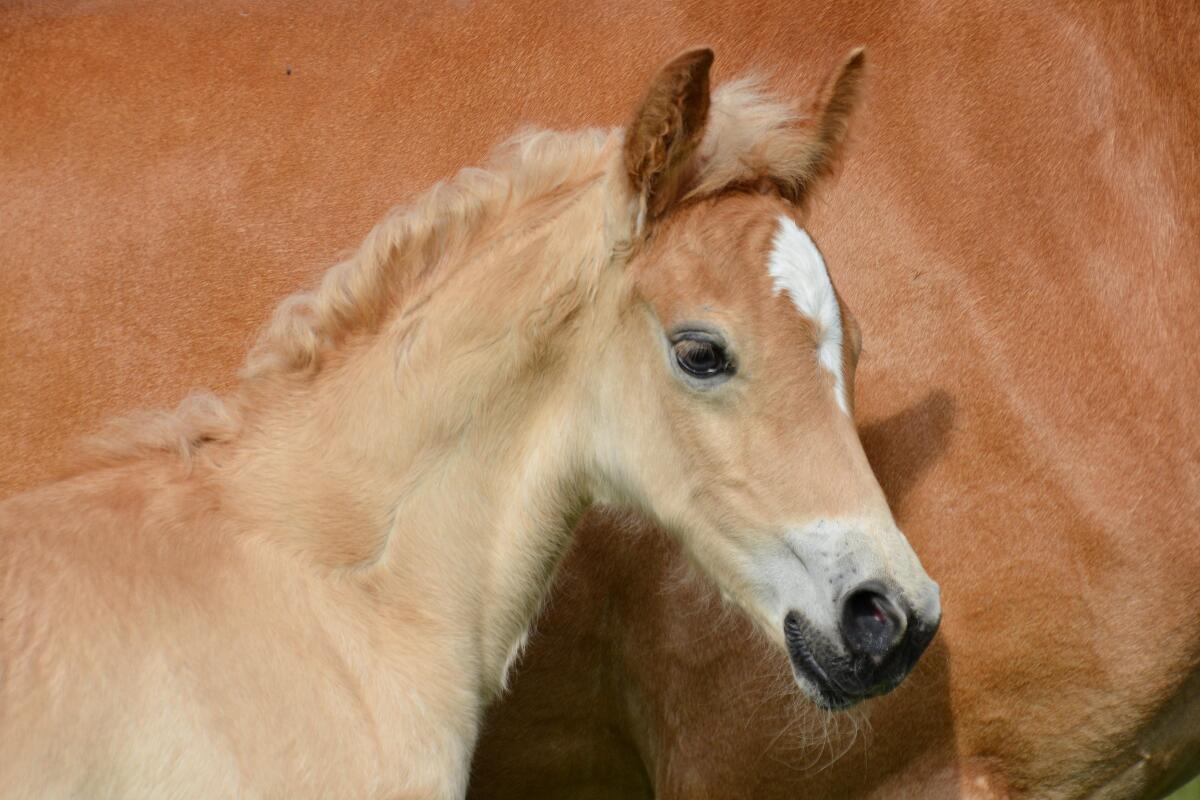 Haflinger Hengstfohlen 1