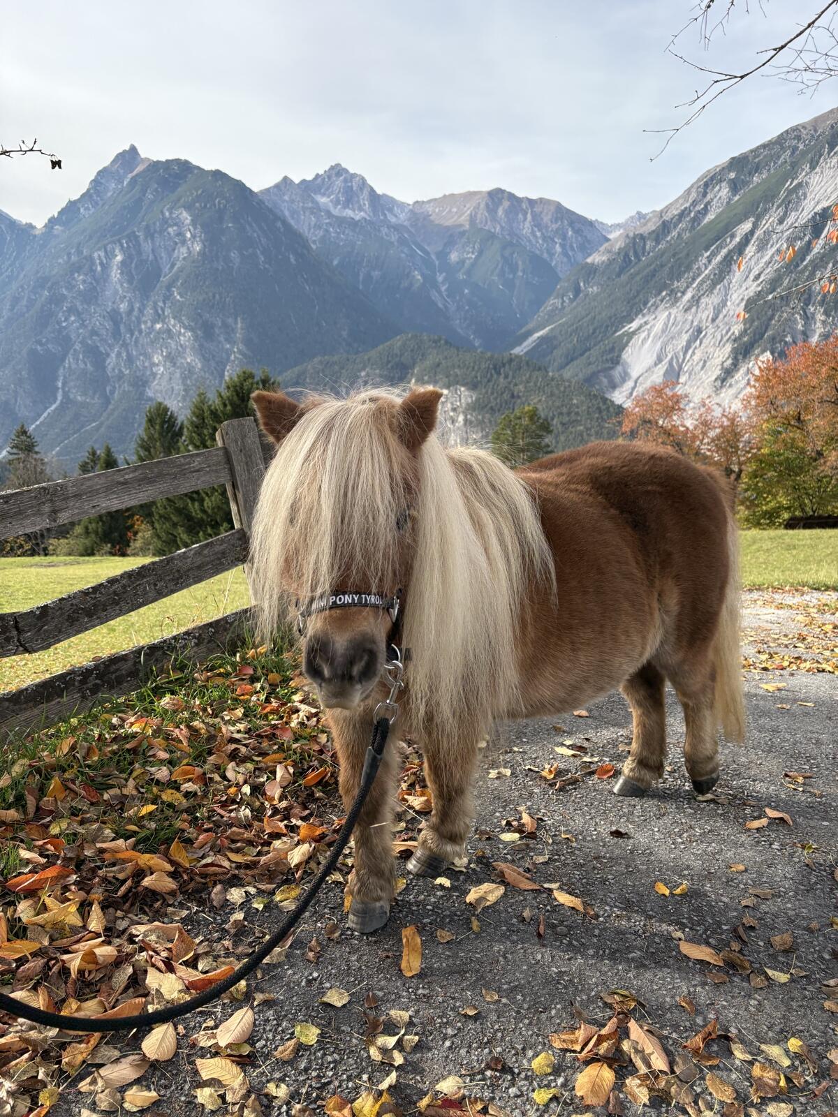 Mini Shetland Pony 2