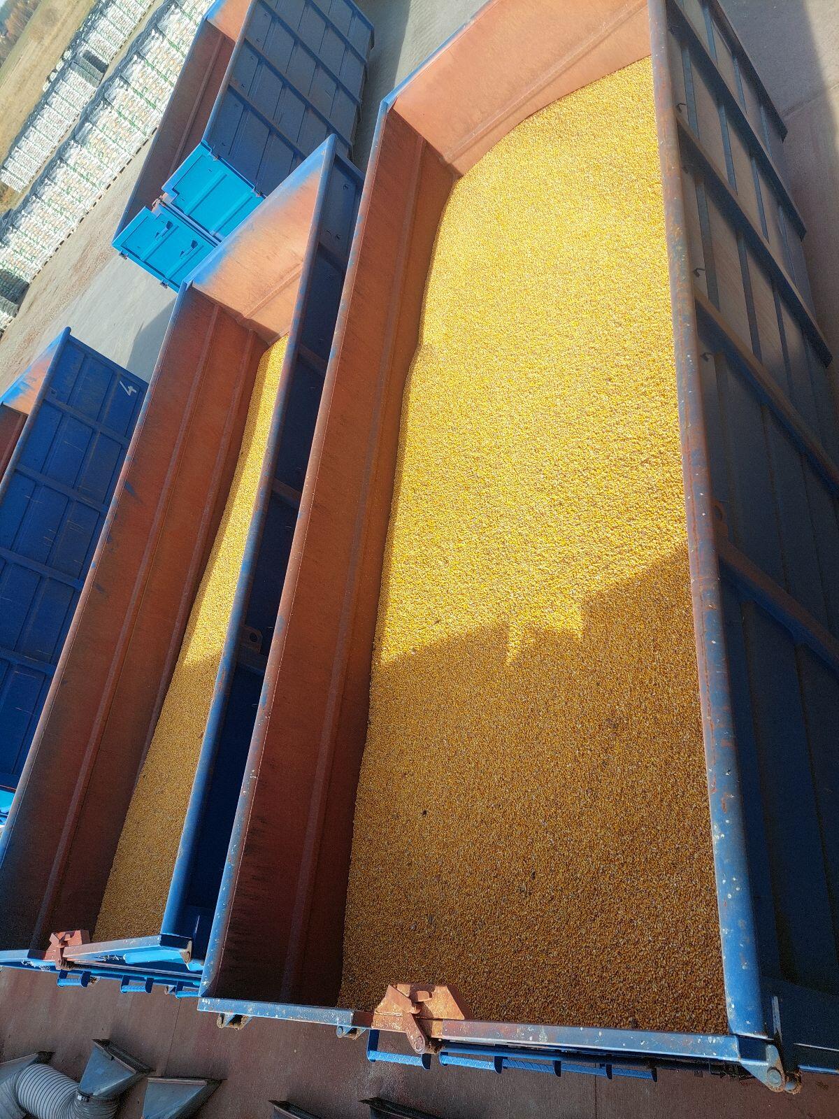 Verkaufe Körnermais, Futtermais, Trockenmais 2