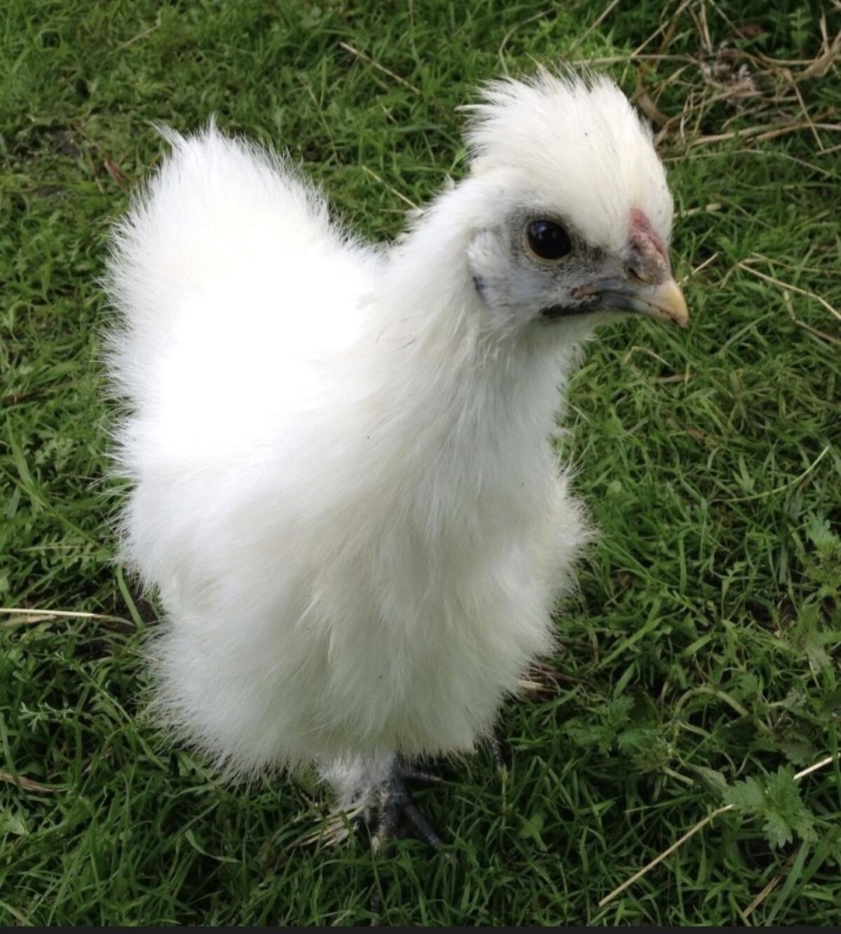 Seidenhuhn Bruteier 1
