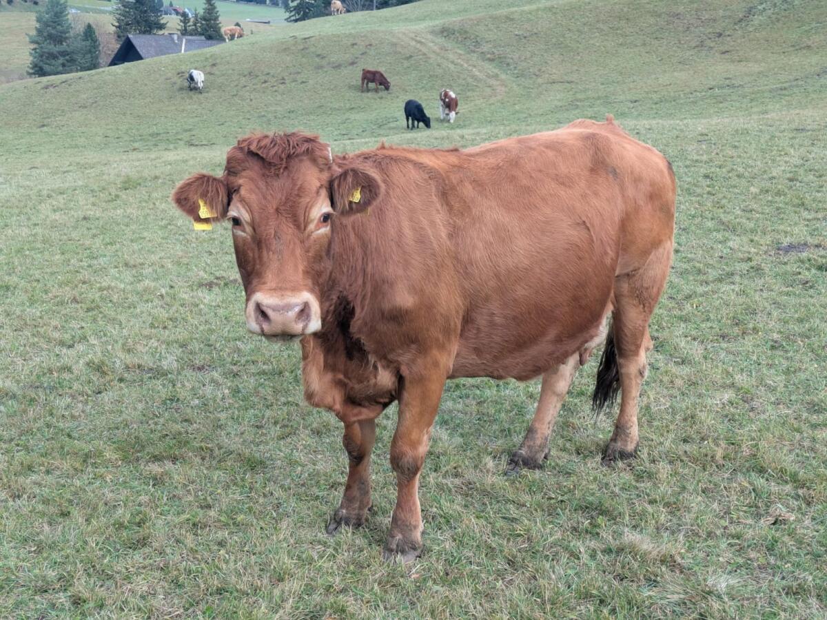 BIO Mutterkuh Limousin samt Kalb 2