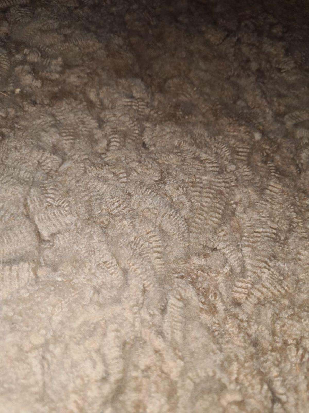 Alpaka, Zucht- & Hobbystuten, Jungtiere, Wallache 2