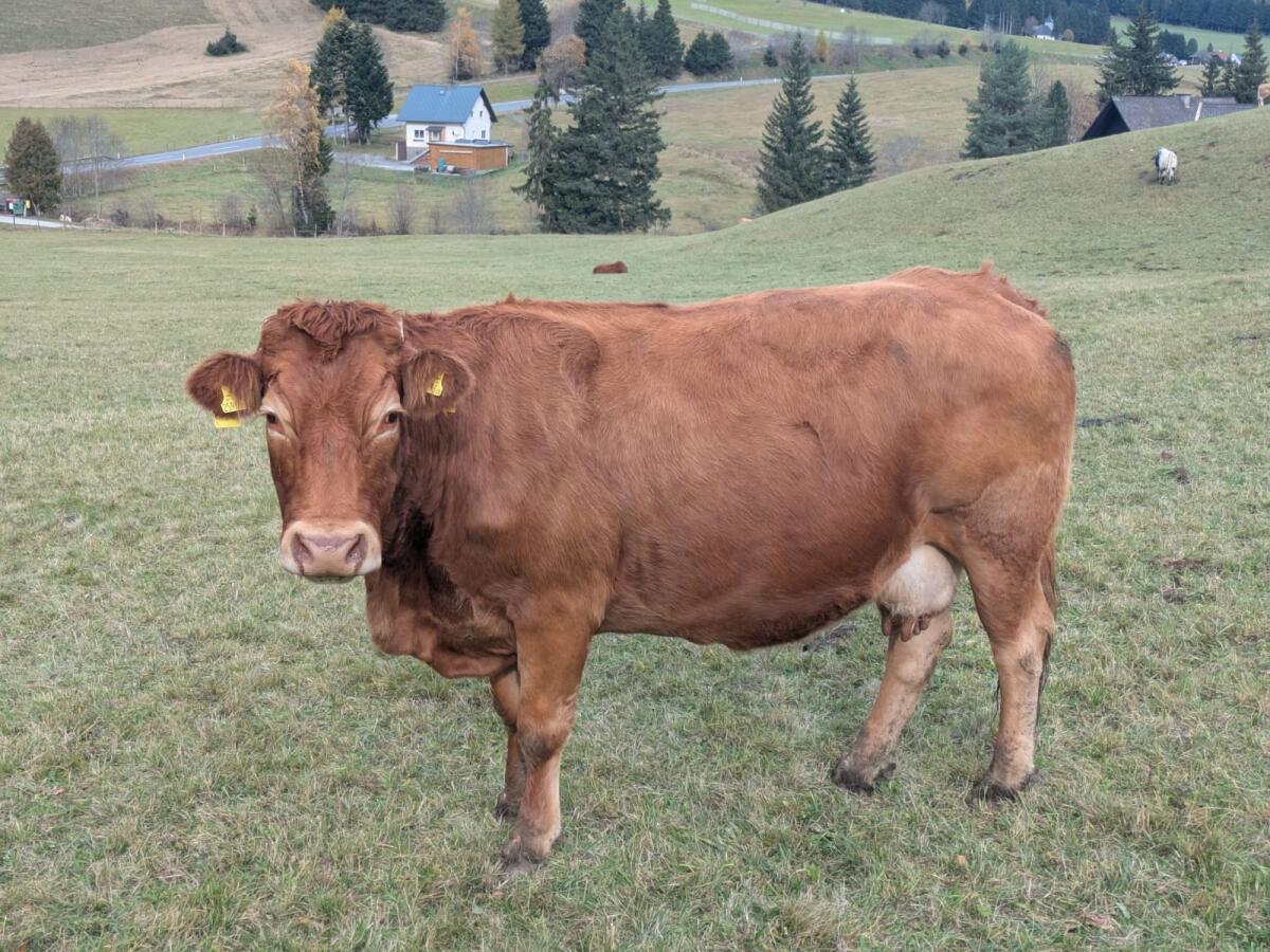 BIO Mutterkuh Limousin samt Kalb 1