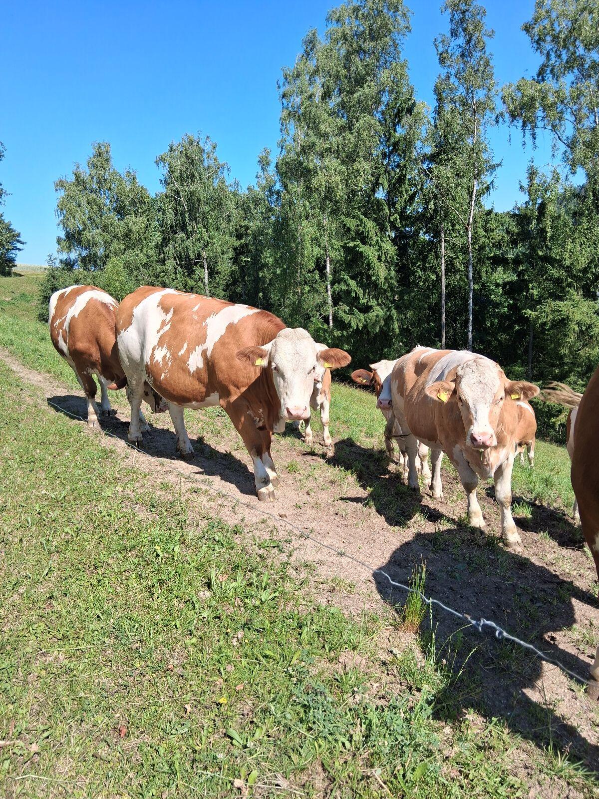 Kalbin trächtig 2